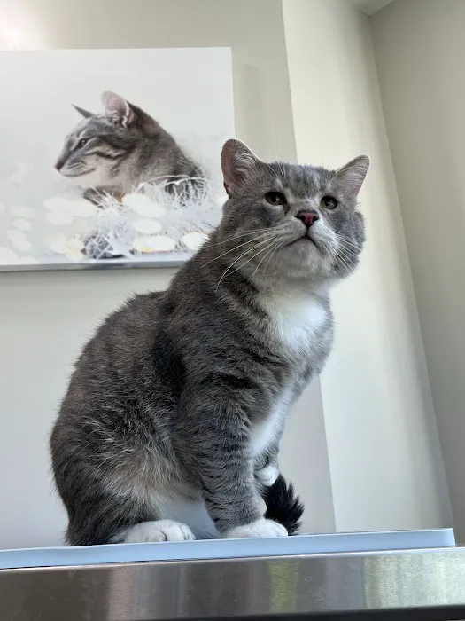 For Pet's Sake Veterinary Center Picture 6