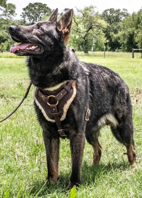 Spartan Leather LLC Picture 1