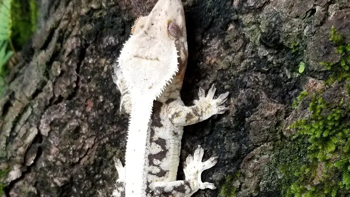 Eye Lickin Geckos Picture 2