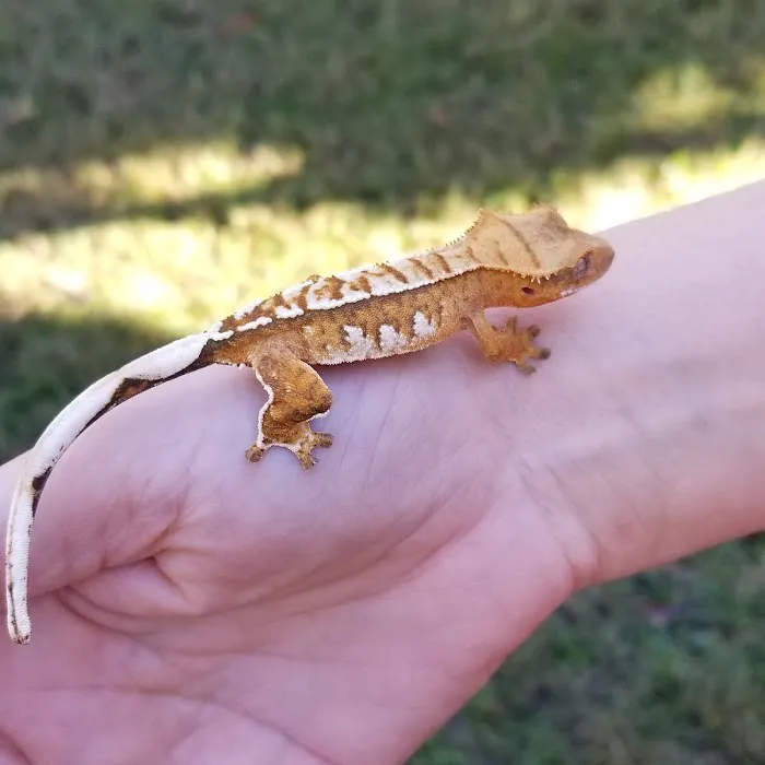 Eye Lickin Geckos Picture 1