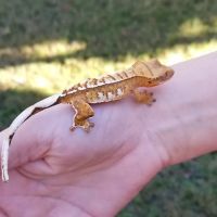 Eye Lickin Geckos ico