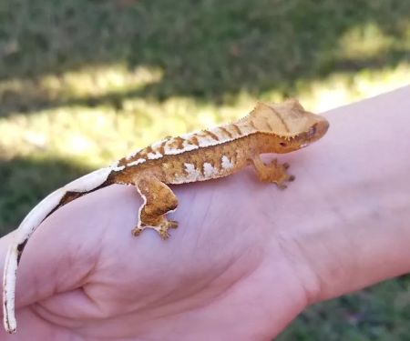 Eye Lickin Geckos