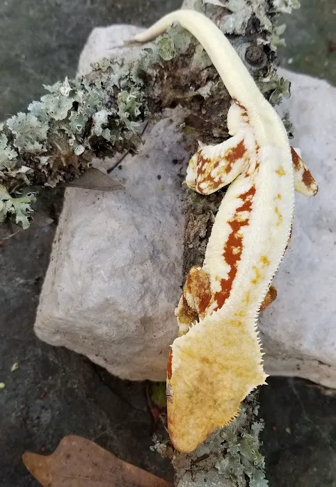 Eye Lickin Geckos Picture 8
