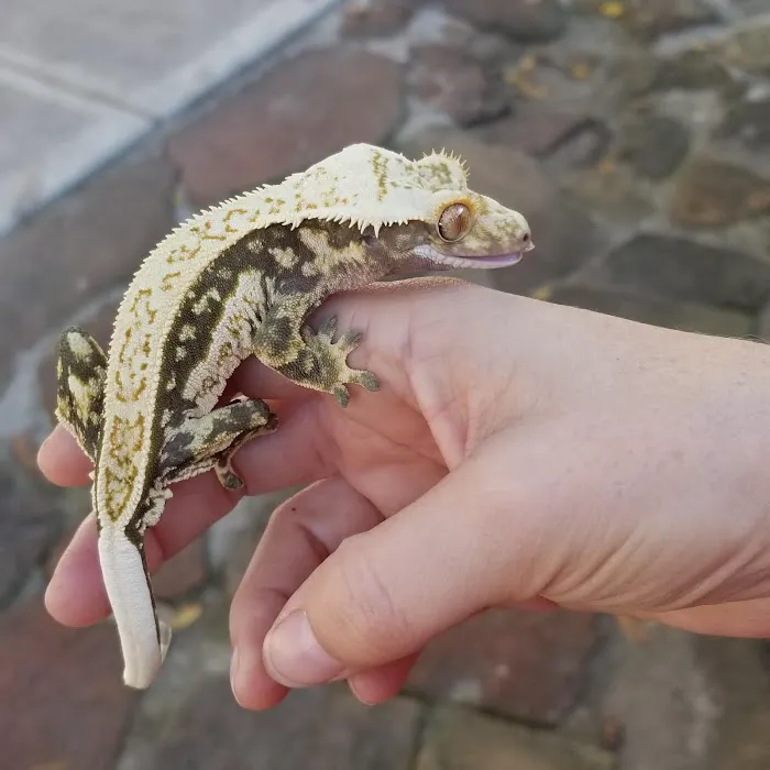 Eye Lickin Geckos Picture 6