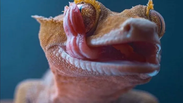 Eye Lickin Geckos Picture 5