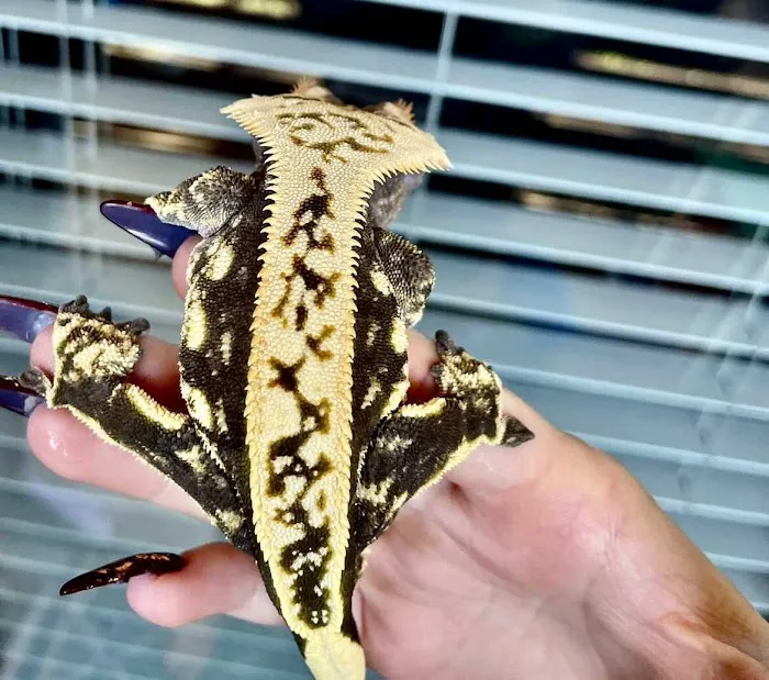 Eye Lickin Geckos Picture 10