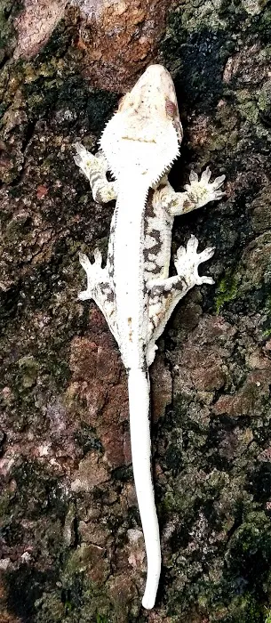 Eye Lickin Geckos Picture 3