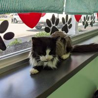 Quaker Animal Hospital ico
