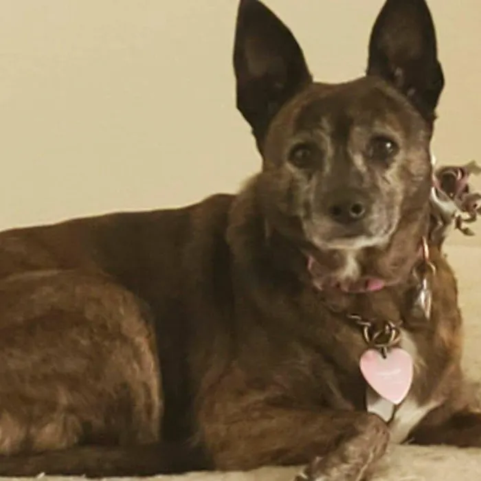 Quaker Animal Hospital Picture 5