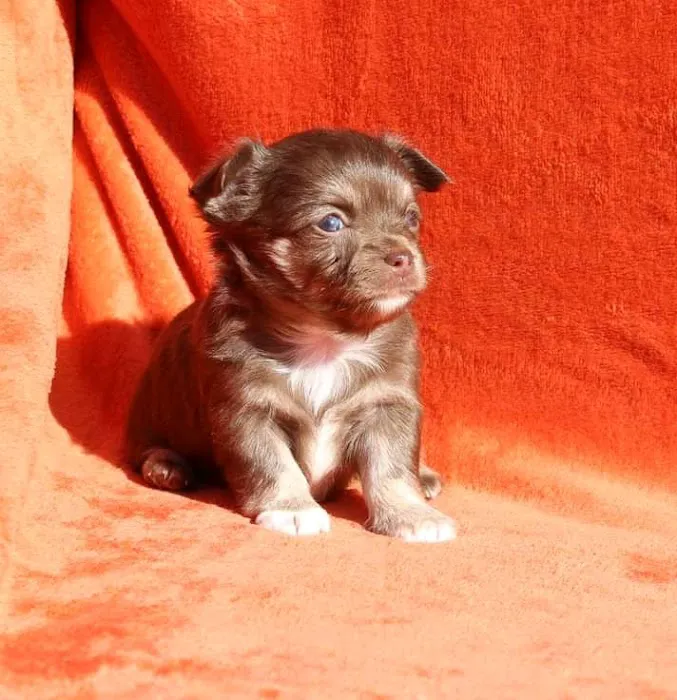 ChihuahuasOfTexas.com! Picture 2