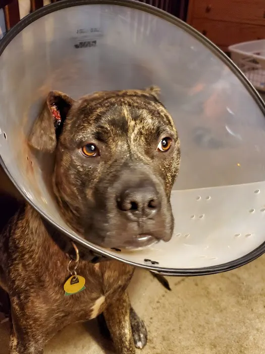 Moreau Animal Clinic Picture 1