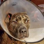 Moreau Animal Clinic