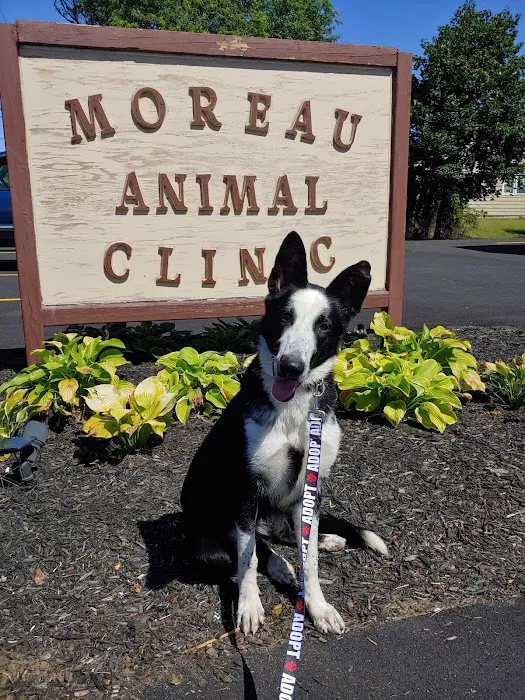 Moreau Animal Clinic Picture 5