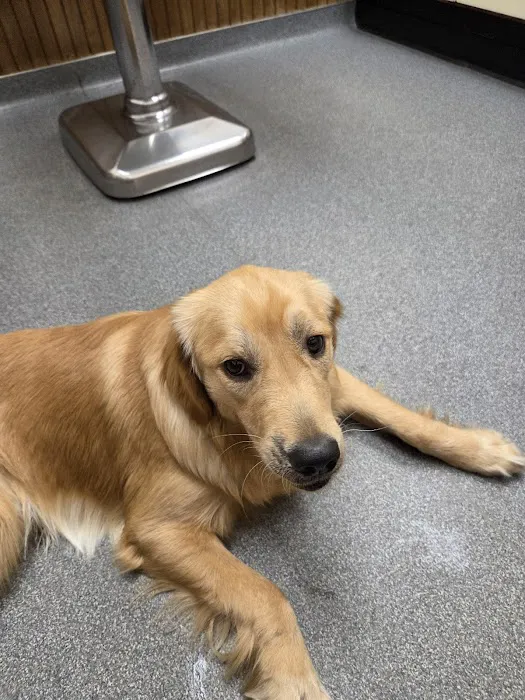 VCA Adirondack Animal Hospital Picture 1