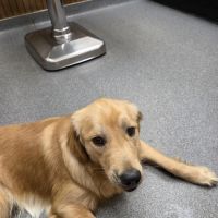 VCA Adirondack Animal Hospital ico
