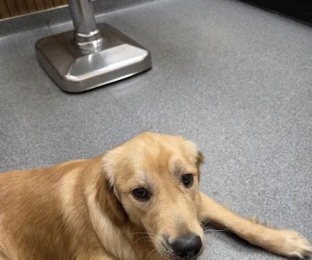 VCA Adirondack Animal Hospital