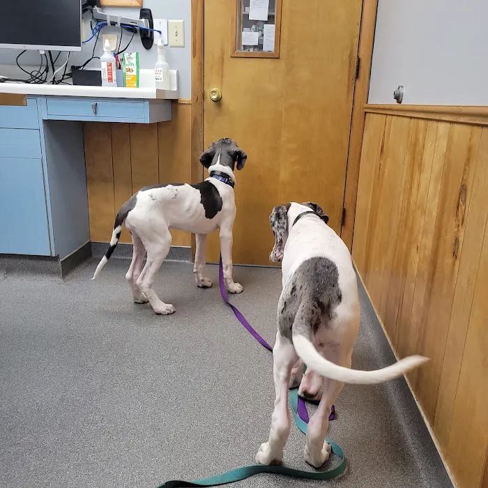 VCA Adirondack Animal Hospital Picture 2