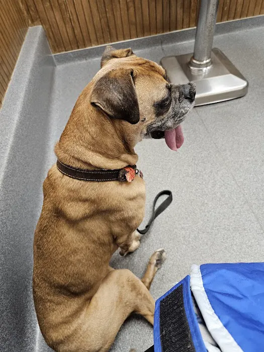 VCA Adirondack Animal Hospital Picture 4