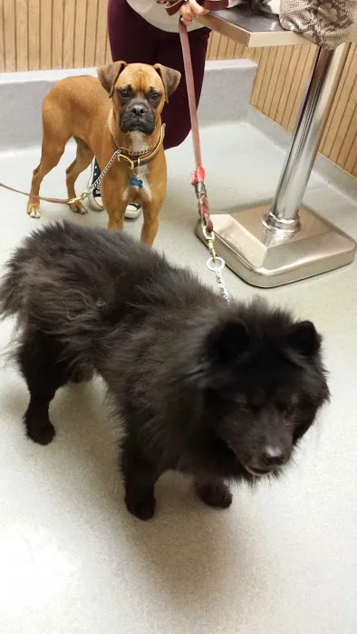 VCA Adirondack Animal Hospital Picture 3