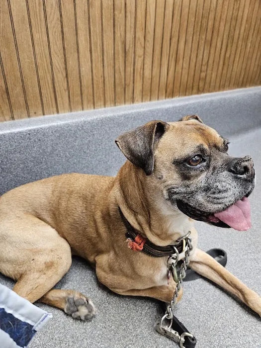 VCA Adirondack Animal Hospital Picture 6