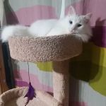 Pet Supplies Plus Jersey Village