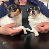 Saratoga Veterinary Hospital PC ico
