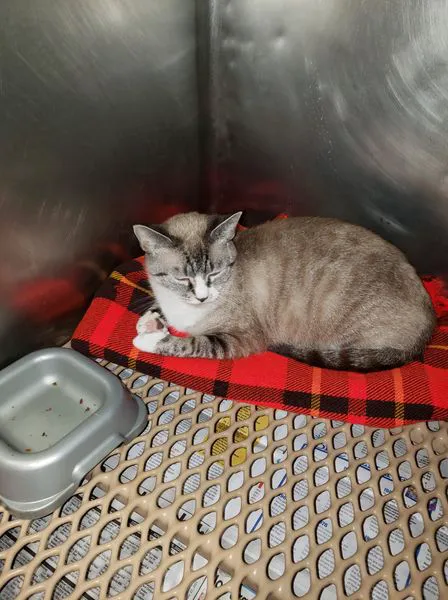 Schroon River Animal Hospital Picture 2