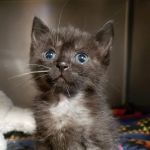 Schroon River Animal Hospital
