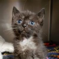Schroon River Animal Hospital ico