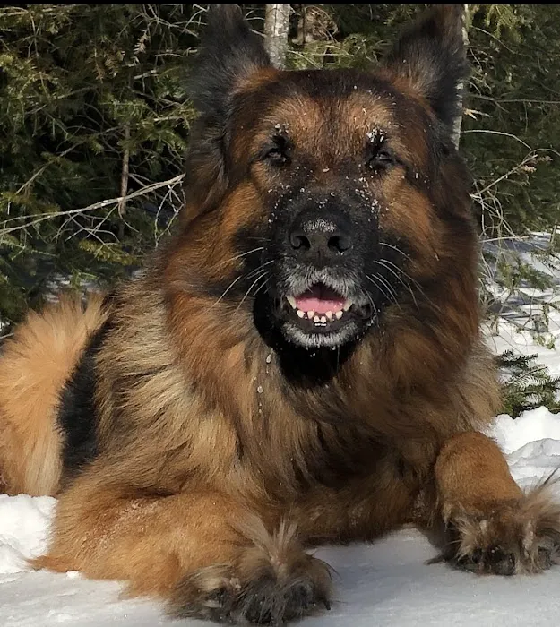 Schroon River Animal Hospital Picture 9