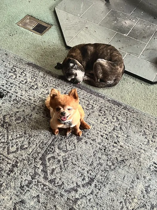 Schroon River Animal Hospital Picture 10