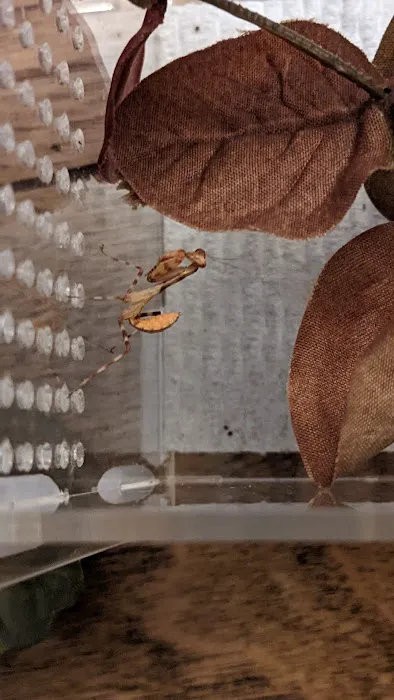 Fatal Mantis (Online Store Pickup) Picture 5