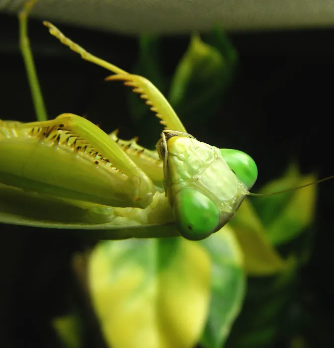 Fatal Mantis (Online Store Pickup) Picture 8