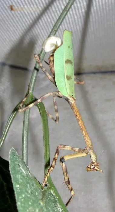 Fatal Mantis (Online Store Pickup) Picture 3