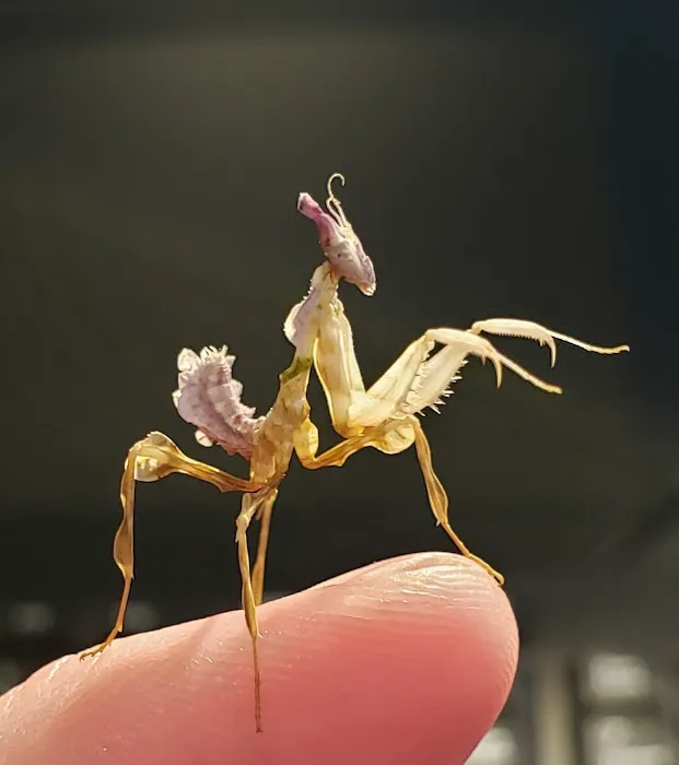 Fatal Mantis (Online Store Pickup) Picture 1