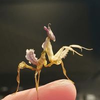 Fatal Mantis (Online Store Pickup) ico