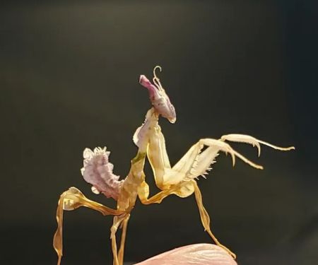 Fatal Mantis (Online Store Pickup)