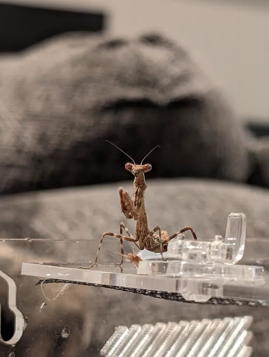 Fatal Mantis (Online Store Pickup) Picture 4