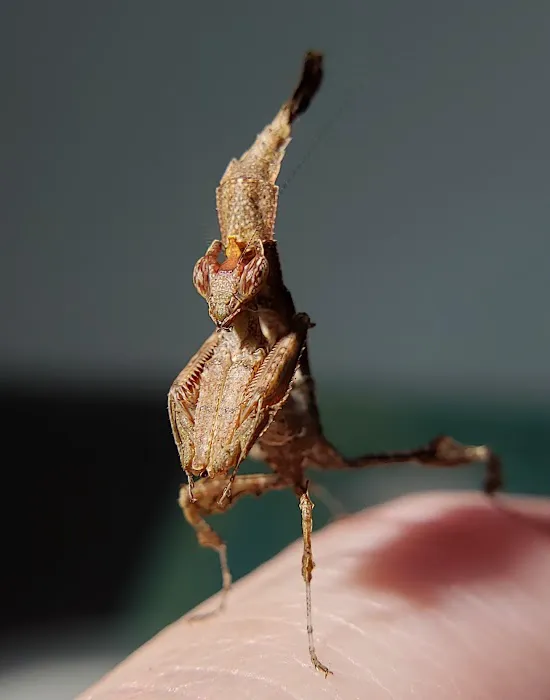 Fatal Mantis (Online Store Pickup) Picture 6