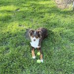 Banfield Pet Hospital