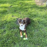 Banfield Pet Hospital ico