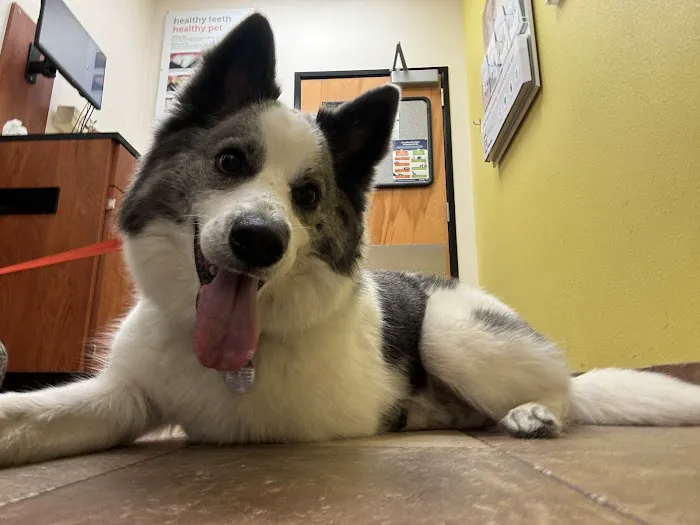 Banfield Pet Hospital Picture 8