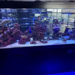 Nemo & Friends Aquariums