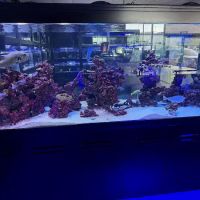 Nemo & Friends Aquariums ico
