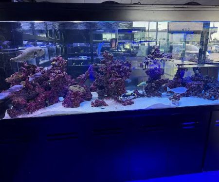 Nemo & Friends Aquariums