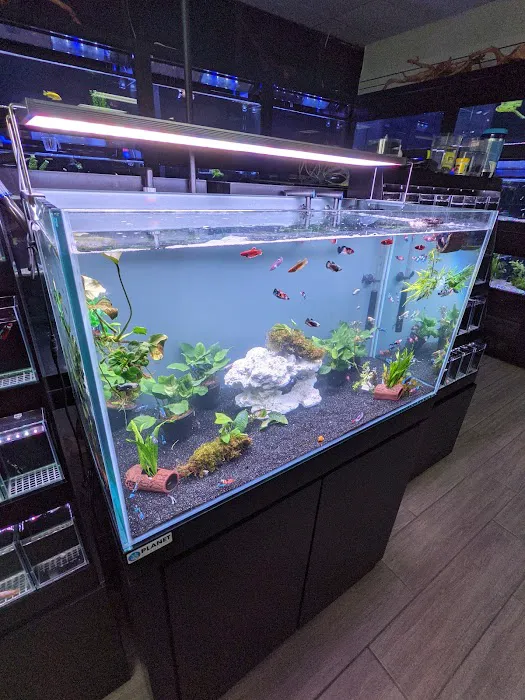 Nemo & Friends Aquariums Picture 6