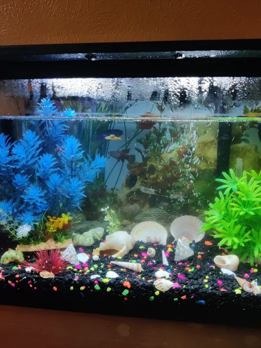 Nemo & Friends Aquariums Picture 8