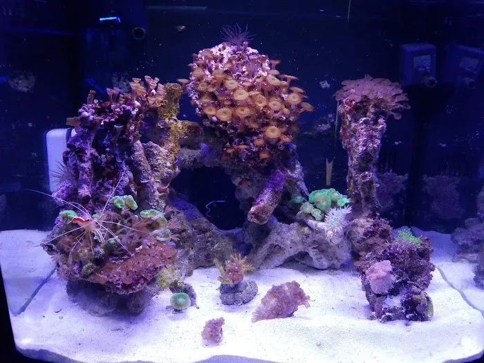 Exotic Reef Designs Picture 5