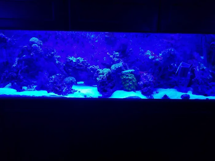 Exotic Reef Designs Picture 2