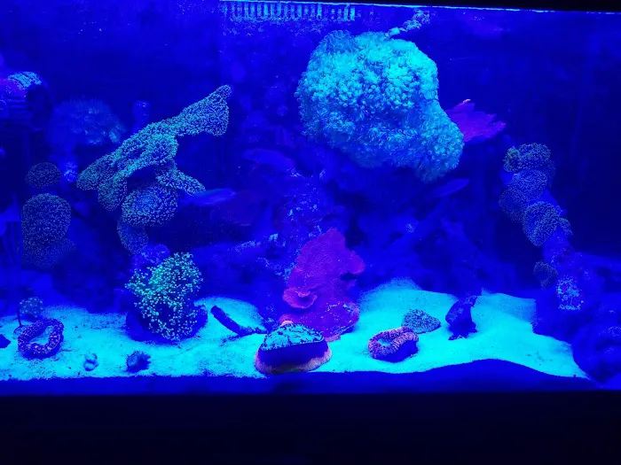 Exotic Reef Designs Picture 4